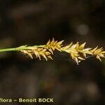 Carex elongata Altro