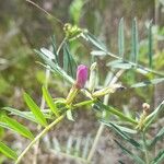 Vicia platensis Flower