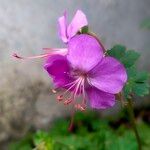 Geranium macrorrhizumFlower