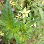 Solanum pimpinellifolium ഇല