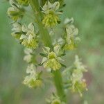 Reseda lutea Flower