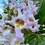 × Chitalpa tashkentensis Flors