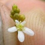 Caperonia palustris Flower