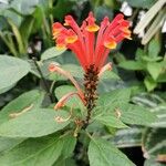 Scutellaria costaricana Kwiat