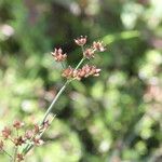 Juncus acutiflorus ഫലം