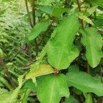 Clappertonia ficifolia Blatt