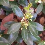 Ilex crenata পাতা