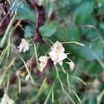 Impatiens parvifloraFlor