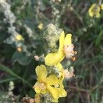 Verbascum pulverulentumBloem