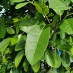 Tabebuia rosea Leaf