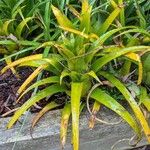 Aechmea recurvata Folha