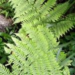 Athyrium filix-femina葉