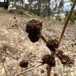 Scirpoides holoschoenus Fruto