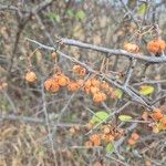 Gymnosporia putterlickioides Fruit