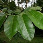 Castilla elastica Leaf