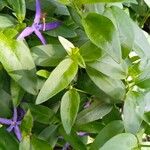 Vinca herbacea List