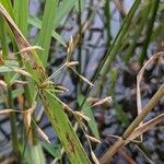 Fimbristylis autumnalis Frutto