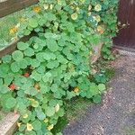 Tropaeolum minus Habitatea