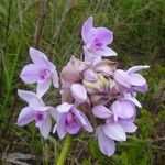 Spathoglottis unguiculata Квітка