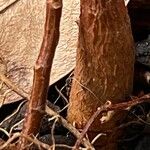 Ficus ingens Bark