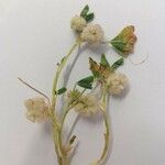 Trifolium tomentosum Kukka