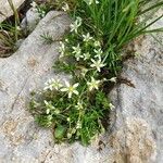 Moehringia ciliata Flower