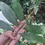 Vismia camparaguey Fruit
