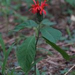 Pachystachys spicata Habit