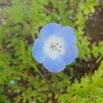 Nemophila menziesii Flower