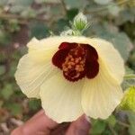 Hibiscus vitifolius Virág