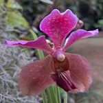 Papilionanthe teres Çiçek