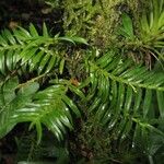 Dichaea panamensis Hoja