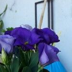 Eustoma exaltatum Цвят