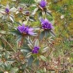 Rhododendron russatum Cvet
