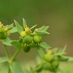 Euphorbia exigua ഫലം