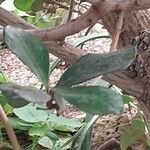 Mimusops caffra Leaf