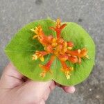 Lonicera ciliosa Flower