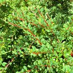 Cotoneaster microphyllus পাতা