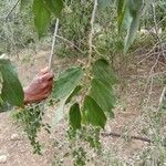 Grewia trichocarpa Hoja