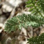 Achillea odorata 葉