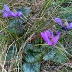 Cyclamen purpurascens Агульны выгляд