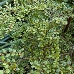 Nothofagus solandri Folha