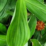 Costus curvibracteatus Leaf