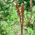 Pterospora andromedea Flower