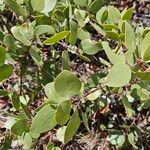 Arctostaphylos patula 葉