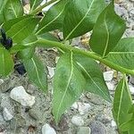 Amsonia tabernaemontana Bark