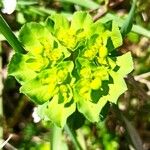 Euphorbia helioscopiaFlower