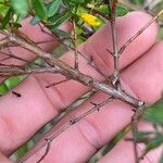 Hypericum densiflorum Bark