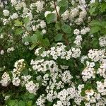 Spiraea chamaedryfolia Habitat