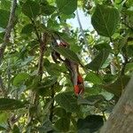 Erythrina lysistemon 葉